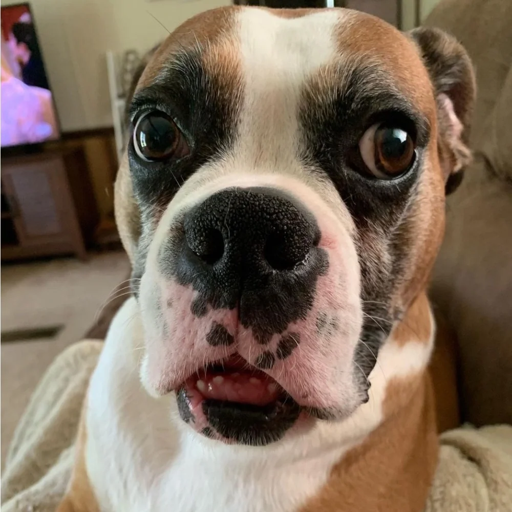 Apollo 🪽❤️‍🩹 - Picture 5 of 13